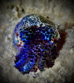   this animal known bobtail squid mainly found pacific ocean. photo was taken during night dive Raja Ampat. ocean Ampat  